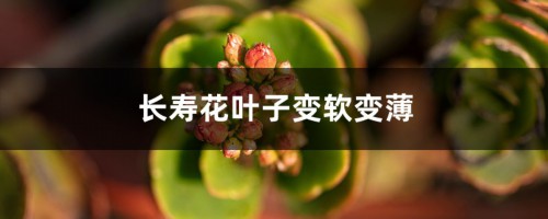 长寿花叶子变软变薄怎么办