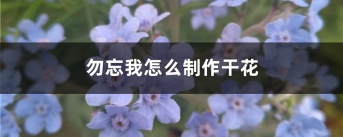 勿忘我怎么制作干花