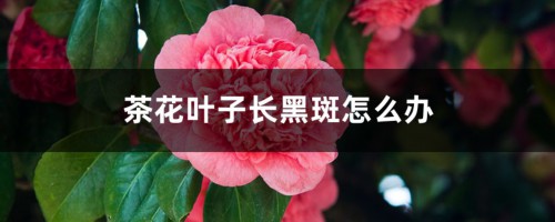 茶花叶子长黑斑怎么办